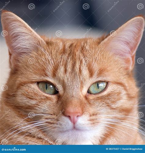 Ginger Cat Lindo Imagen De Archivo Imagen De Gatito 38375427