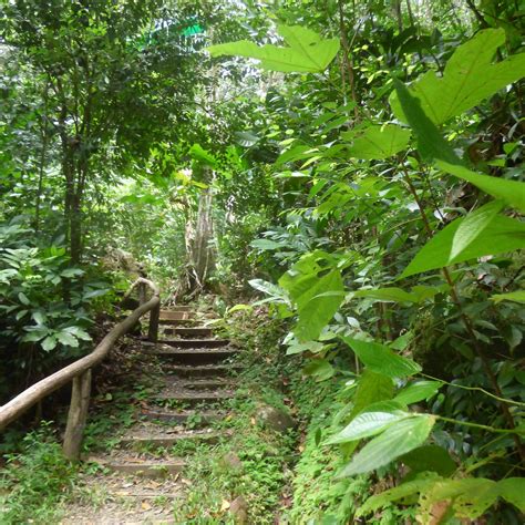 St Lucia Rain Forest All You Need To Know Before You Go