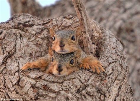 20 Squirrel Photos That Show An Extremely Cute Side Of These Teeny Tiny