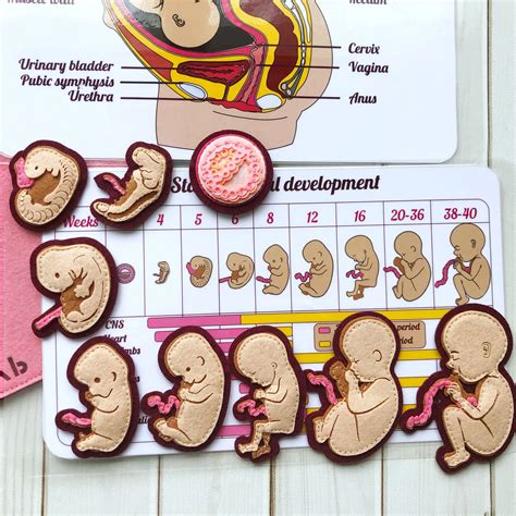 Maqueta Desarrollo Embrionario Artofit