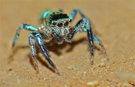 Jumping Spiders Interesting Thing Of The Day