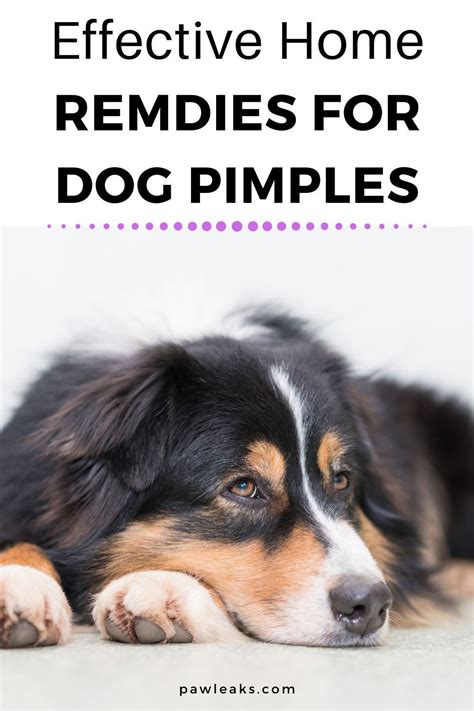 Do Dogs Get Pimples