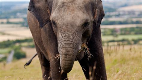 Saving money starts at dontpayfull.com. ZSL Whipsnade Zoo Filming Locations - Animals | Zoological ...