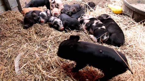 Kunekuneamerican Guinea Hog Piglets Youtube
