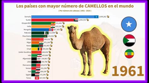 Los Países Con Mayor Número De Camellos En El Mundo 🐪 Youtube