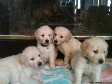These puppies are often sterilized before taken to new home so they are very docile, gentle and especially not spontaneous in spawning season. GOLDEN RETRIEVER PUPPIES - Price: $1,000 for sale in ...