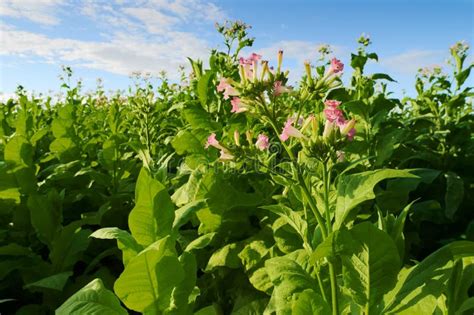 Virginia Tobacco Brightleaf Tobacco Plants Growing On Plantation