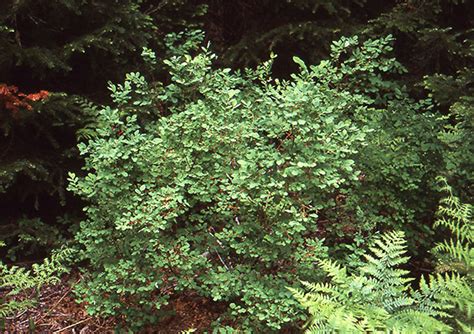Vaccinium Parvifolium Landscape Plants Oregon State University