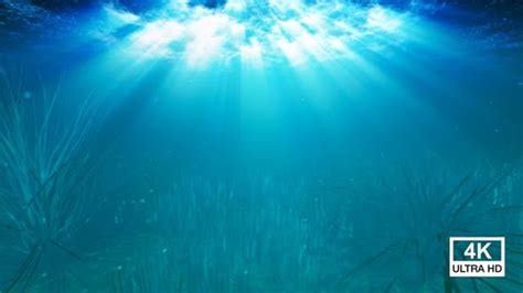 Underwater Ocean Light Rays 4k Stock Video Envato Elements
