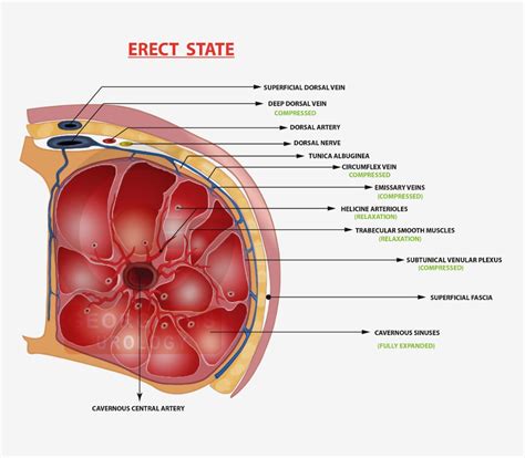 How Do Erections Work Georgiadis Urology