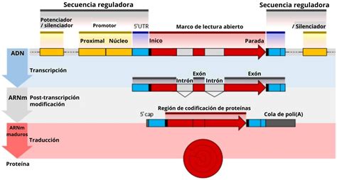 Transcripción Del Adn Qué Es Proceso En Eucariotas Y En Procariotas