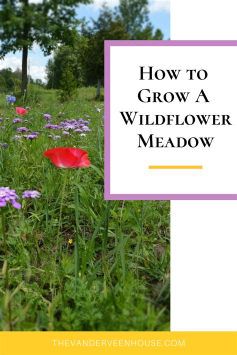 How To Grow A Wildflower Garden Wild Flower Meadow Educational