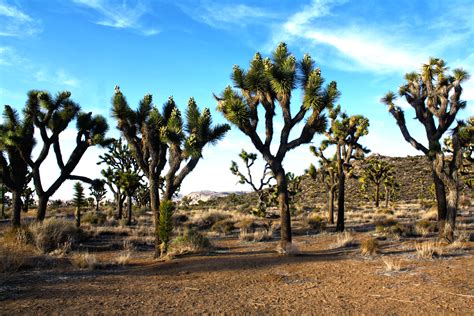 Day 16 Joshua Tree National Park Yucca Valley Cool