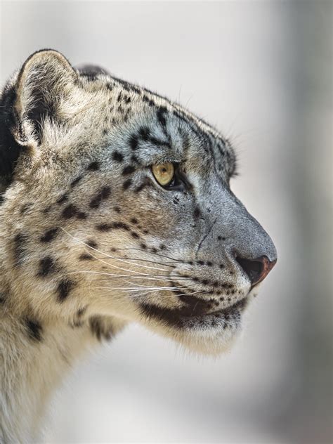 Profile Of A Sitting Snow Leopard Nice Profile Picture Of Flickr