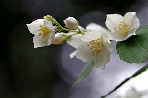 Fiori bianchi vaso / vaso fiori bianchi foglie verdi bordo petali | mercatino. Fiori bianchi: classificazione e varietà per il giardino - Tuttogreen