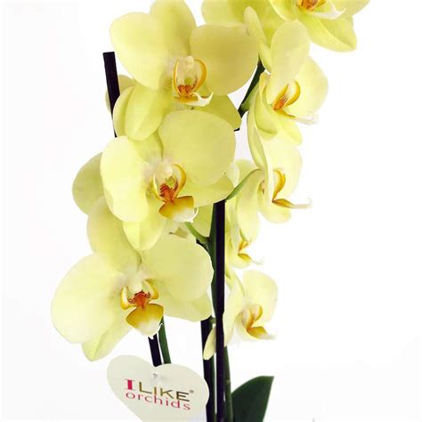 Data la sua origine tropicale, l'orchidea non è una specie floreale resistente al freddo e alla vita all'aria aperta durante tutto l'anno, per. Fiore Giallo Simile All Orchidea : Fiori Simili Alle Orchidee