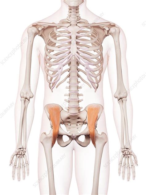 Human Hip Muscles Stock Image F0158419 Science Photo Library