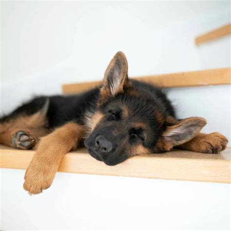 Get Terrific Ideas On German Shepherd They Are Actually Accessible For