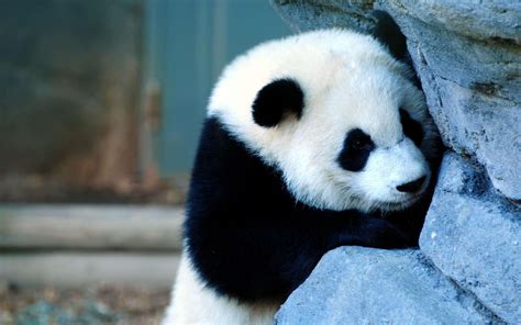 4k Panda Wallpapers Top Free 4k Panda Backgrounds Wallpaperaccess