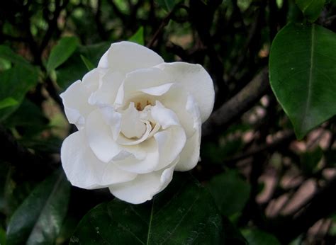The casa blanca variety is unique in that it blooms in the evening, with its pure white flowers reflecting light from the moon for a garden native to mexico, tuberose (polianthes tuberosa) is a night bloomer with a heavenly scent. Gardenia (Gardenia) | A to Z Flowers