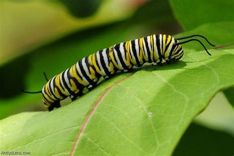 Monarch Butterfly Caterpillar Cocoon