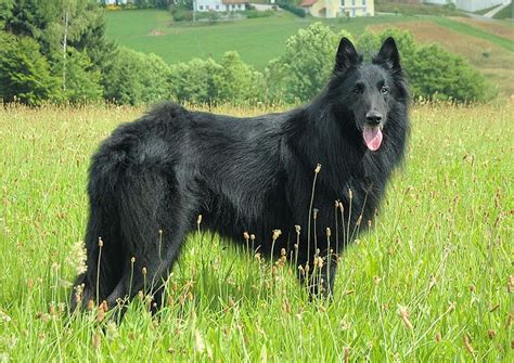 The Belgian Shepherd Groenendael Is One Of 4 Belgian Shepherds