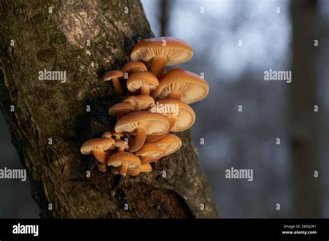 Mushroom Cluster Hi Res Stock Photography And Images Alamy