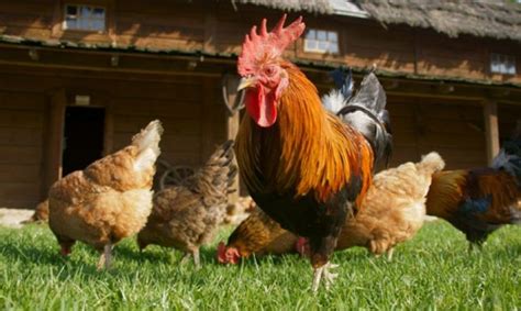 5 Cosas Que Te Harán Ver A Los Animales De Granja ¡de Diferente Manera