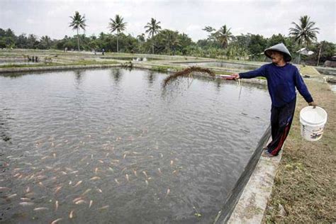 Budidaya Ikan Air Tawar Masih Terbuka Lebar