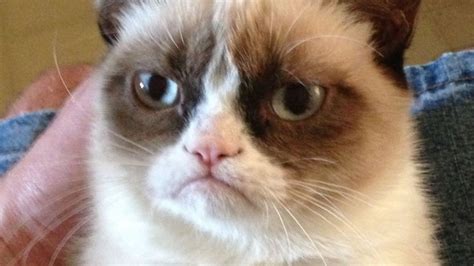 Grumpy Cat Dies At 7 Years Old Gizmodo Uk