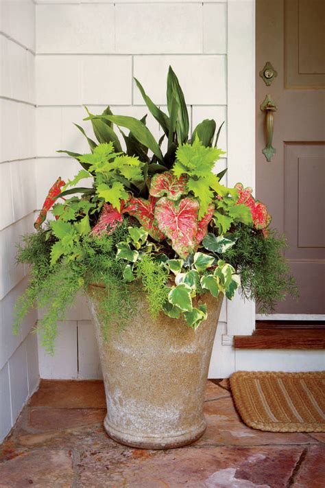 Heat-Tolerant Container Gardens for Sweltering Summers - Gardening Viral