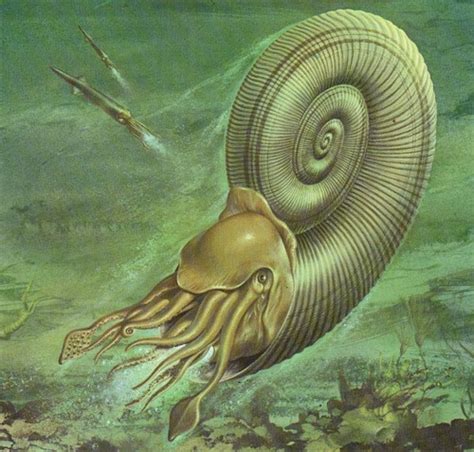 Nautilus Prehistoric Animals Deep Sea Creatures Fauna Illustration