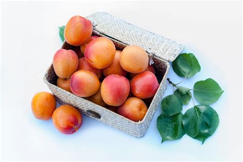 67 Types Of Apricots With Pictures House Grail