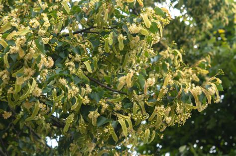 How To Grow And Care For Little Leaf Linden