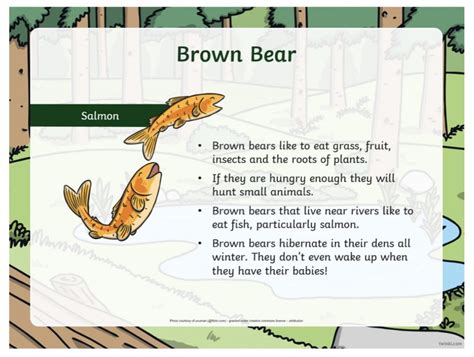 Brown Bear Facts Fairburn View Primary School
