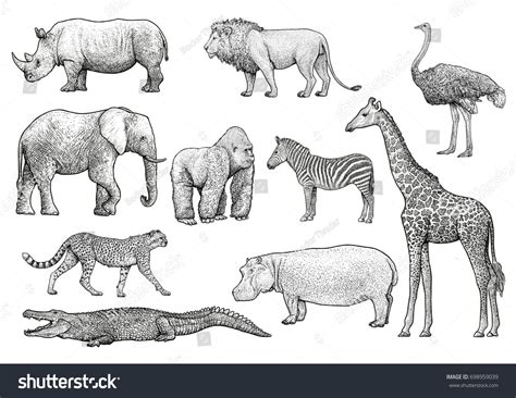 African Animals Illustration Drawing Engraving Ink Line Art
