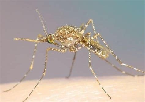 Jenis Nyamuk Apa Saja Yang Ada Di Seluruh Dunia Yuk Kita Cari Tahu