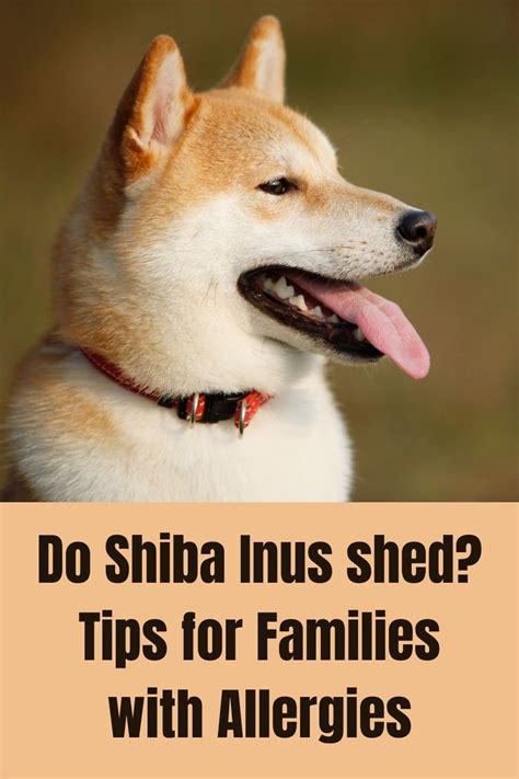 In Other Words Yes Shiba Inu Dogs Shed Like Any Other Dog Breed