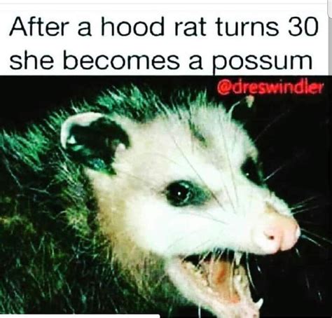 Baby Possum Teeth Humor Hood Rat Awesome Possum Opossum Comedy