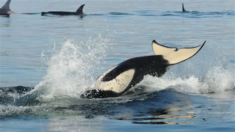 Southern Resident Orca Population Drops With 3 Deaths 2 Births