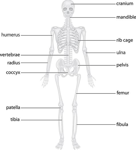 Major bones and muscles in the human body. THE SKELETAL SYSTEM: BONE FUNCTIONS - Anatomy 101: From Muscles and Bones to Organs and Systems ...