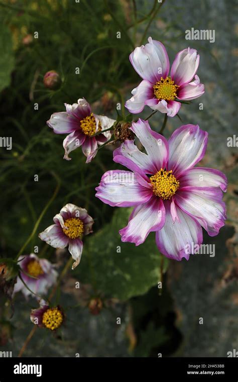 Cosmos Bipinnatus ‘candy Stripe White Bowl Shaped Flowers With Crimson