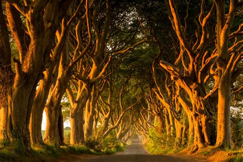 The Dark Hedges Irelands Fearsome Hunched Trees Unusual Places
