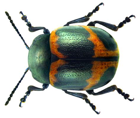 beetles encyclopedia of life