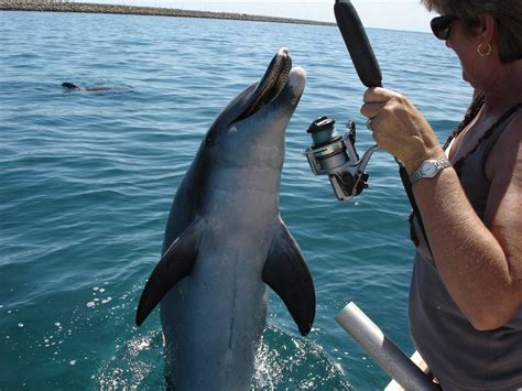 Fishing Friendly Dolphin Photo