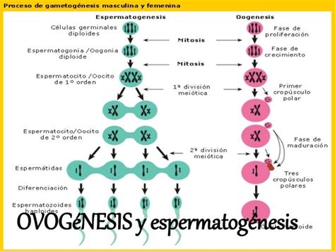 Reproduccioncelular Espermatogenesis