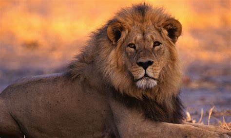 The Real Killers American Trophy Hunters Drive African Lions Closer To