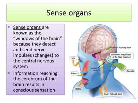 Sense organs. Ear and nose - online presentation