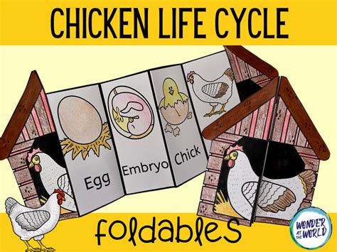 Life Cycle Of A Chicken Foldable Craft Teaching Resources In 2021
