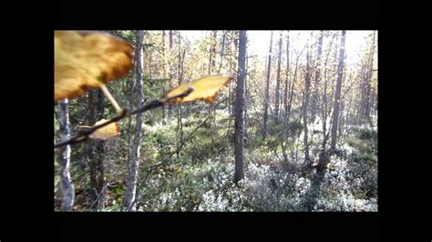Jakso Mets Linnun Mets Stys Capercaillie Hunting Trailer Youtube